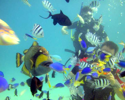 Site de plongée Aquarium