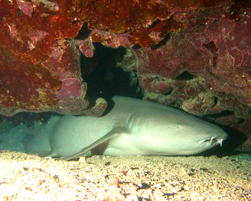 Site de plongée Mur de Bali-Haï