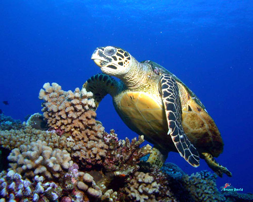 Site de plongée Le Mur de Corail
