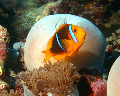 Site de plongée L'Île Bleue