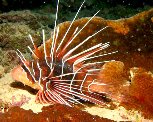 Site de plongée Rotui