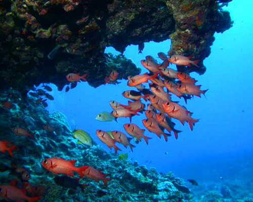 Site de plongée Taotoi